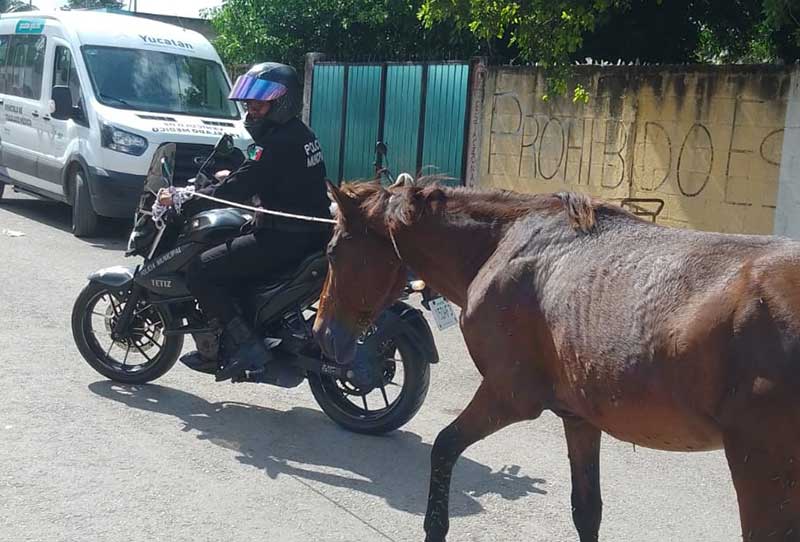 Policía municipal localiza a yegua extraviada en calles de Tetiz
